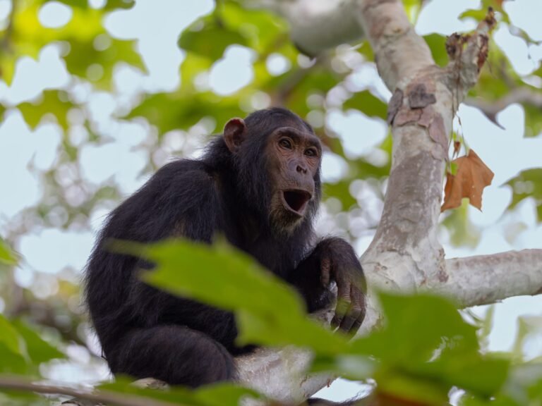 The Jane Goodall Institute has handwritten notes on 5 generations of chimps. AI is helping to preserve them.