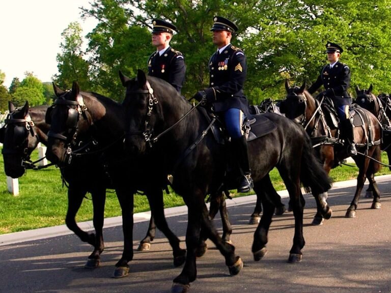 Inside the Army's $30 million effort to revamp its funeral horse program after a series of horse deaths
