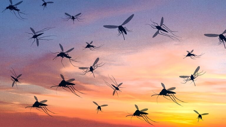 Why Google wants to release 32 million mosquitoes in California and Florida