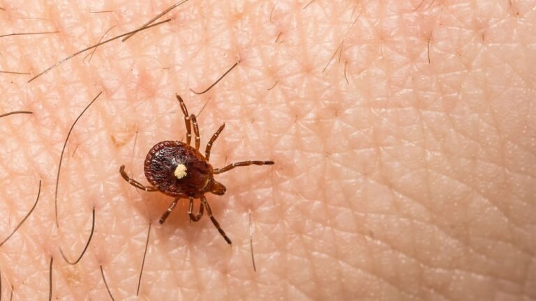 Something is causing tick populations to explode in these states—and experts are alarmed