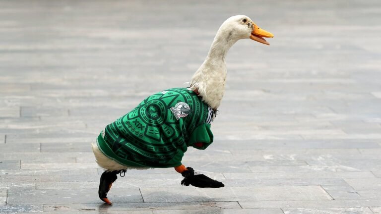 How this street duck became Mexico’s unofficial World Cup mascot