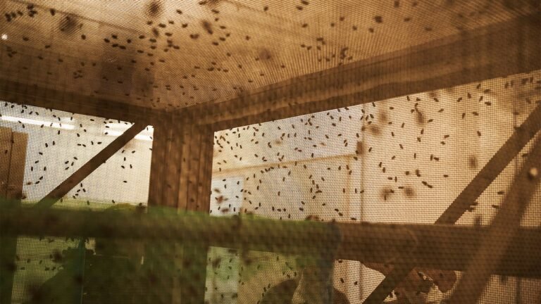 The USDA is preparing to release 180 million flies. Here’s why