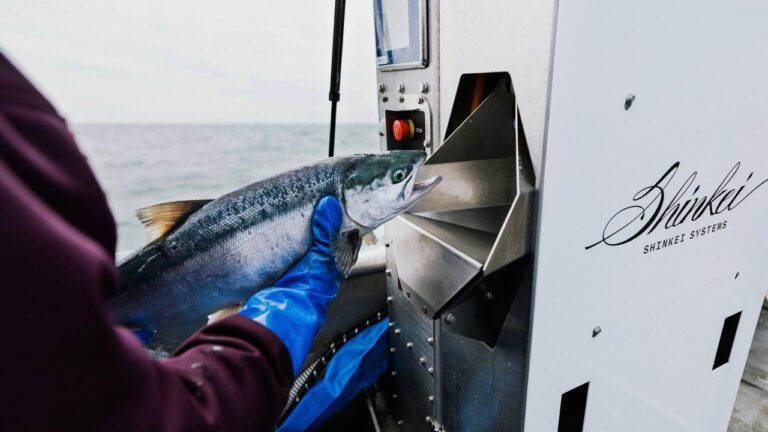 These ingenious new robots are helping fishing crews catch salmon more humanely and sustainably