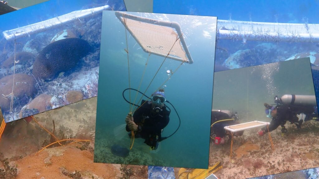 These underwater umbrellas can shade coral reefs to protect them from bleaching