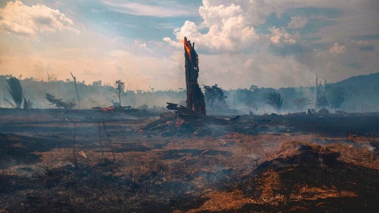 The Amazon rainforest, long known as the ‘lungs of our planet,’ now releases more carbon than it absorbs
